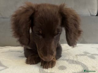 Dachshund dogs Female - Advert 1