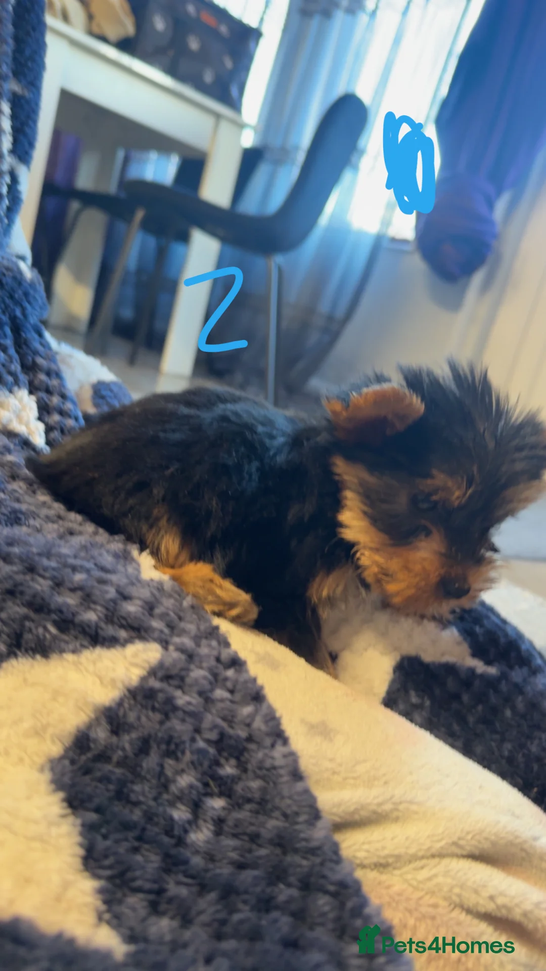 Yorkshire Terrier dogs for sale: Beautiful Yorkshire terriers pups  - Advert 9