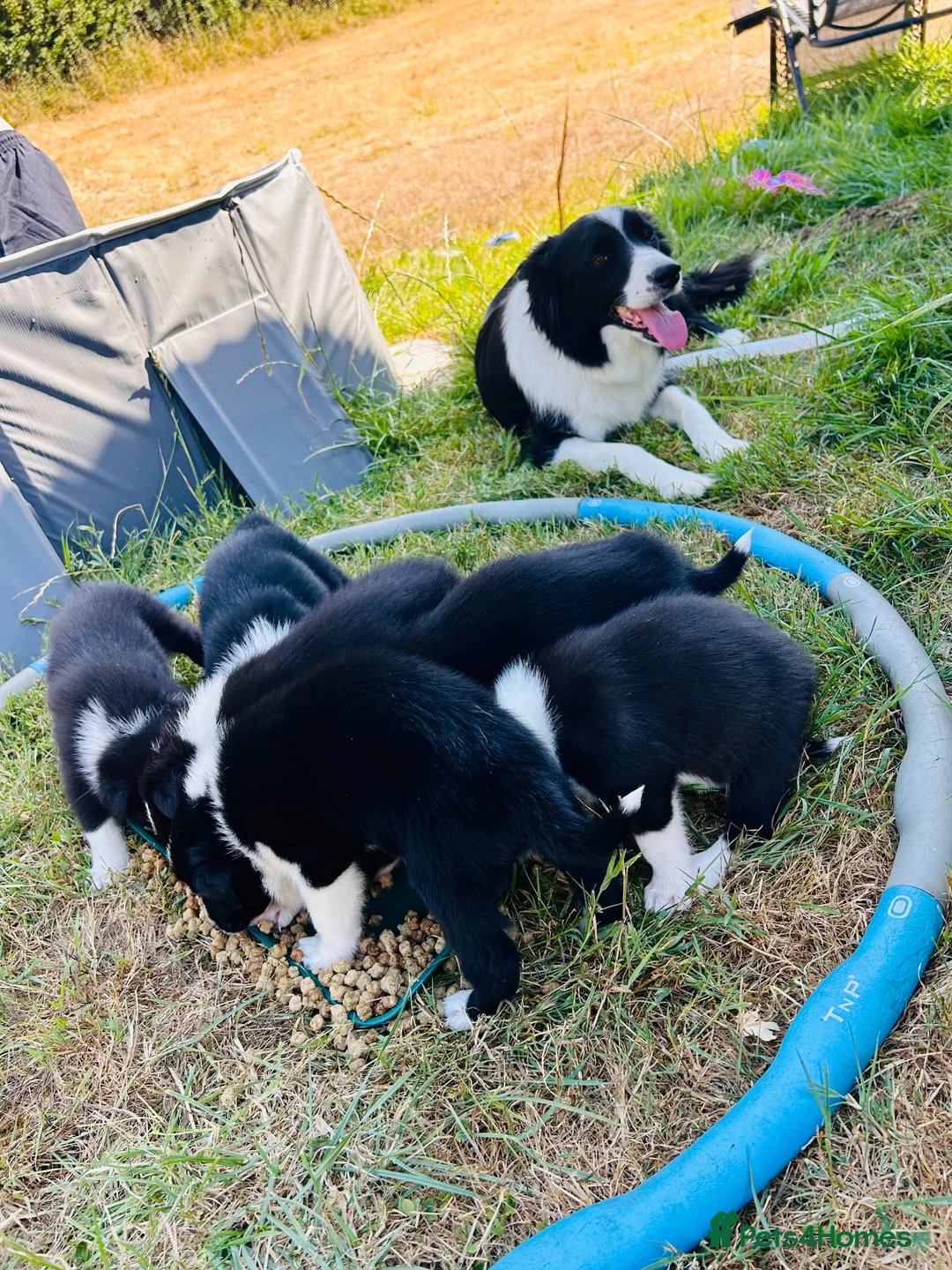 Border Collie dogs for sale: Beautiful collie puppies in Wells - Advert 2