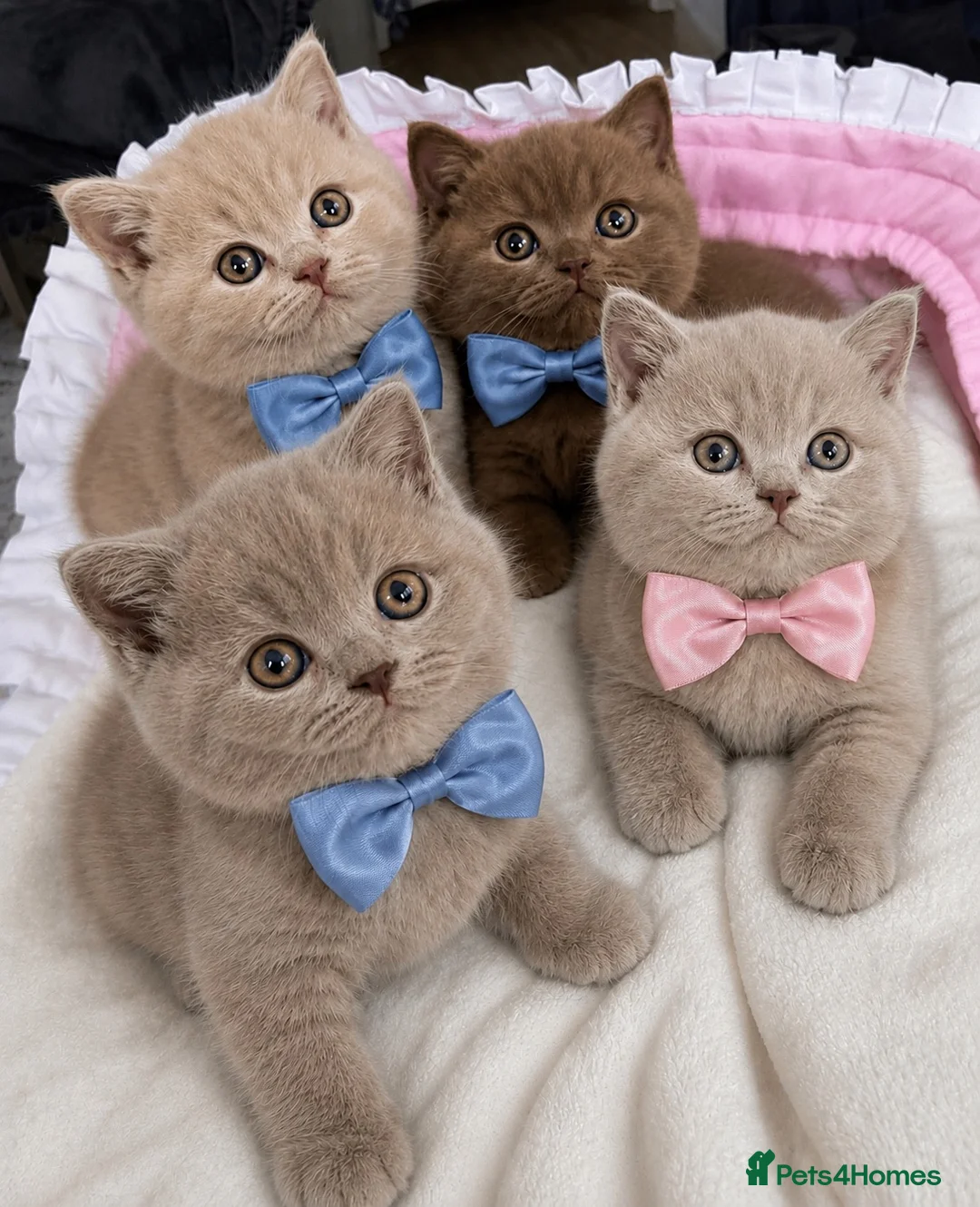 British Shorthair cats for sale:  Beautiful British shorthair  - Advert 2