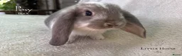 French Lop rabbits for sale: Quality Showline French Lop Bunnies - Advert 2