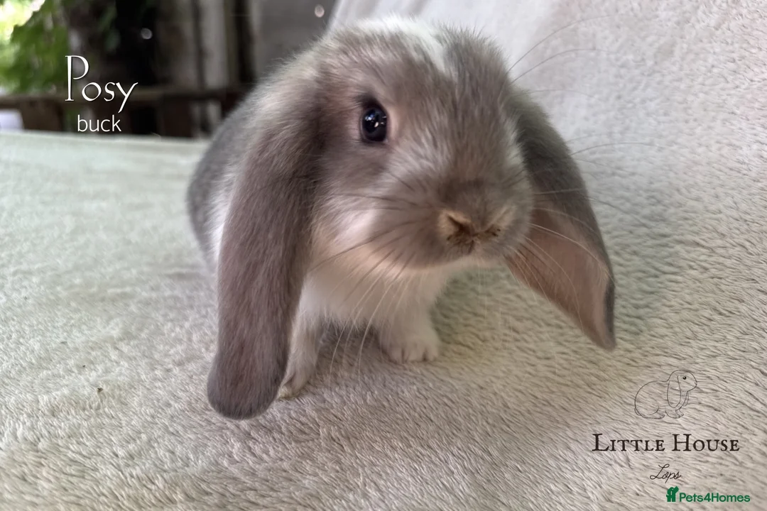 French Lop rabbits for sale: Quality Showline French Lop Bunnies - Advert 2