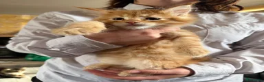 Maine Coon 1