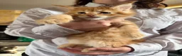 Maine Coon cats for sale: Maine coon - Advert 3