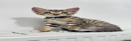 Mixed Breed cats for sale: 🐾 Adorable Male Kitten 🐾 - Advert 7