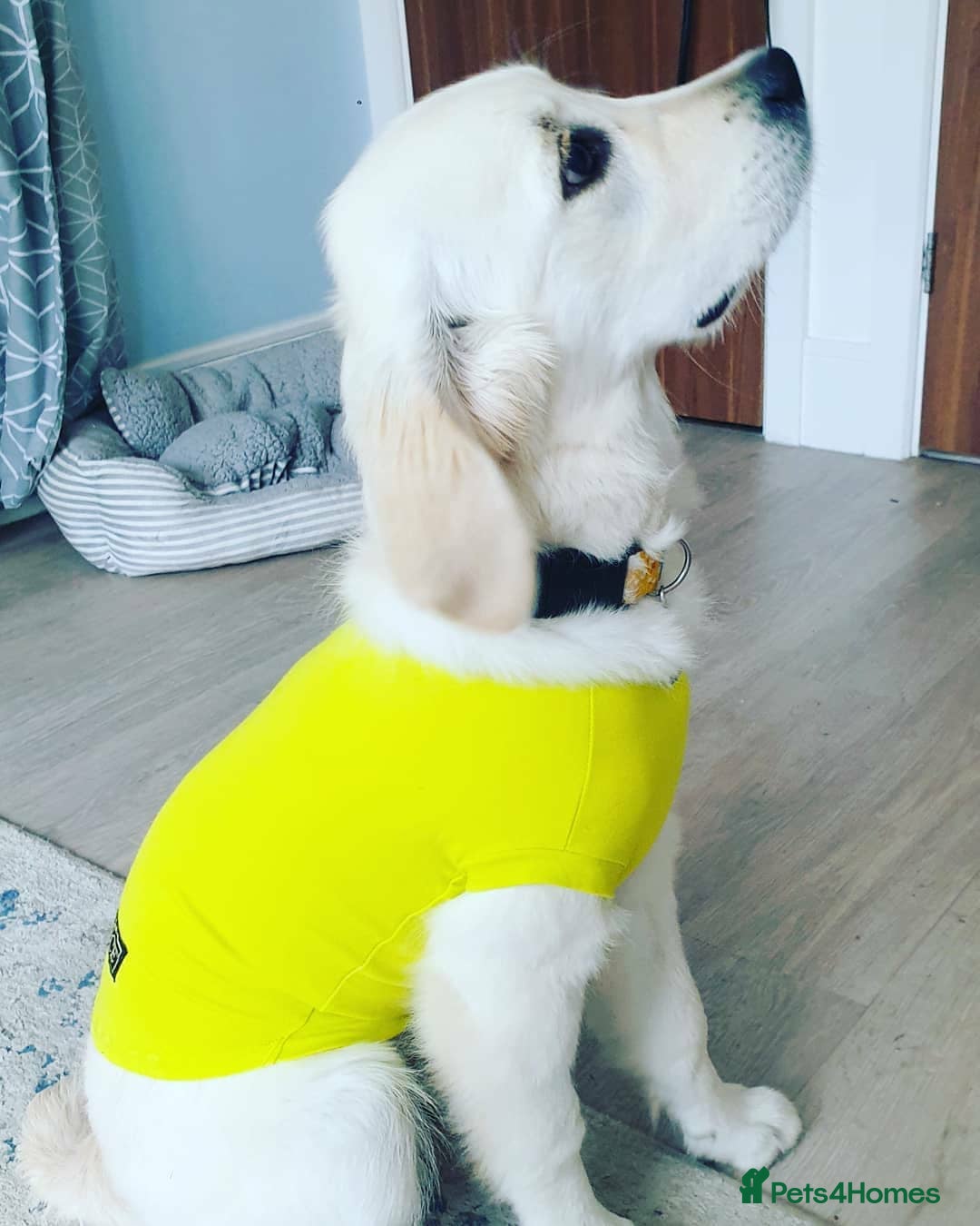 Golden Retriever dogs for sale: Golden Retriever Sunny Seeking A New Home  - Advert 5