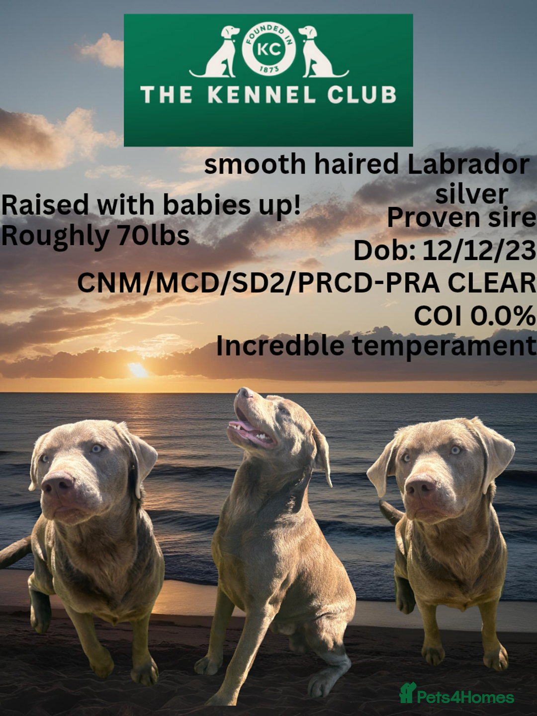 Labrador Retriever dogs KC Labrador stud - Advert 20