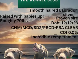 Labrador Retriever dogs KC Labrador stud - Advert 4