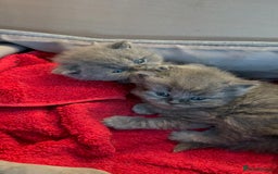 British Shorthair cats for sale: Adorable British shorthair kittens  - Image 6