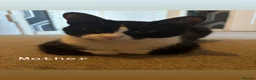 Mixed Breed cats for sale: 2 female kittens - Advert 7