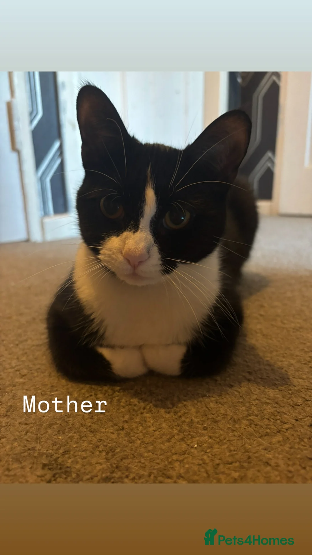 Mixed Breed cats for sale: 2 female kittens - Advert 7