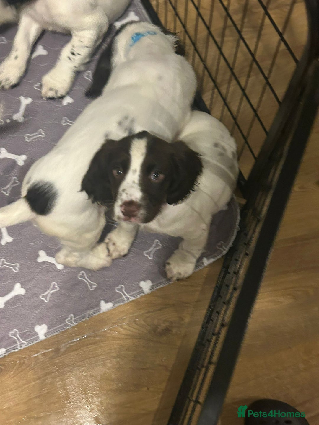 English Springer Spaniel dogs for sale: English Springer spaniel puppies for sale - Advert 9