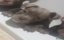 Mixed Breed dogs for sale: Frenchie/ Micro Bully  - Image 4