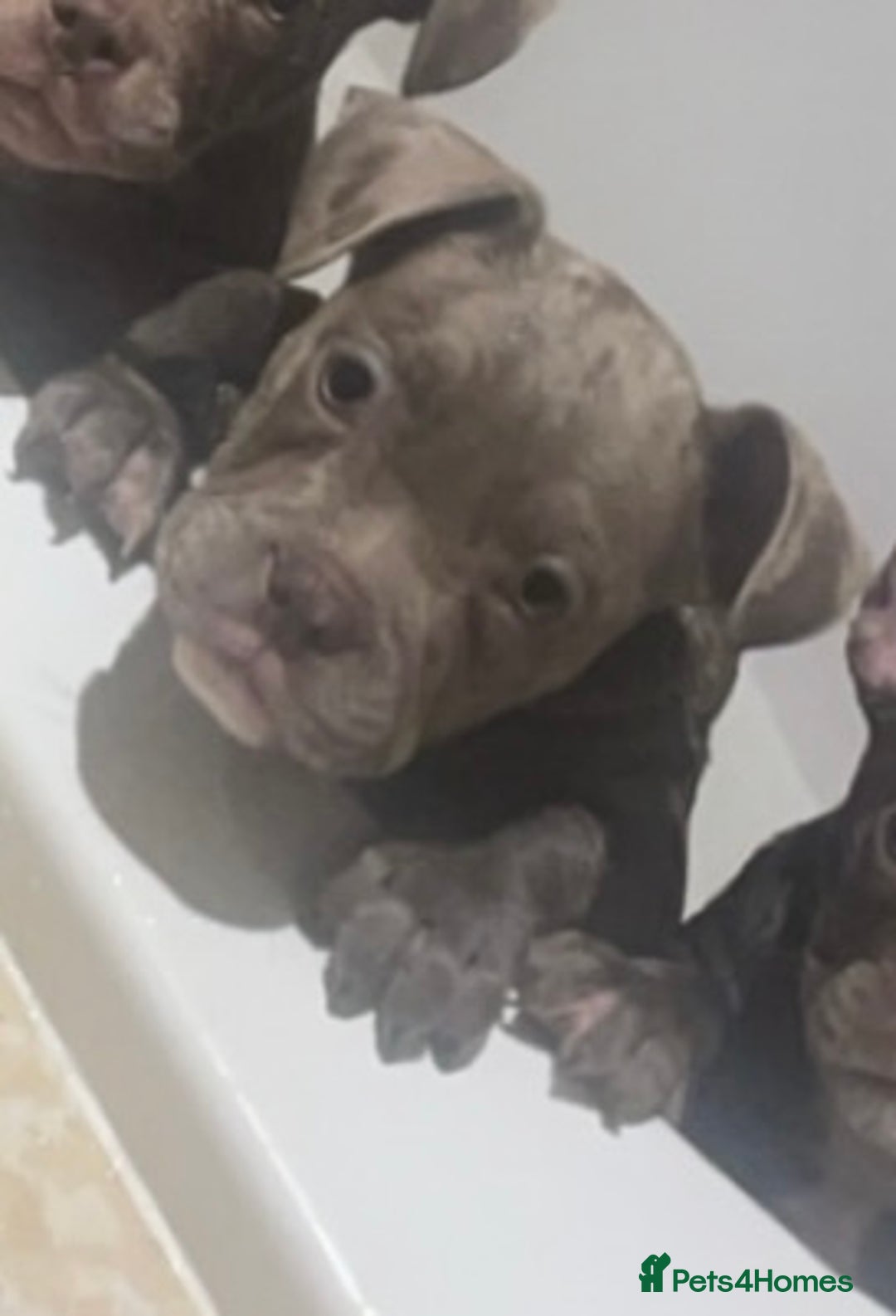 Mixed Breed dogs for sale: Frenchie/ Micro Bully  - Image 4