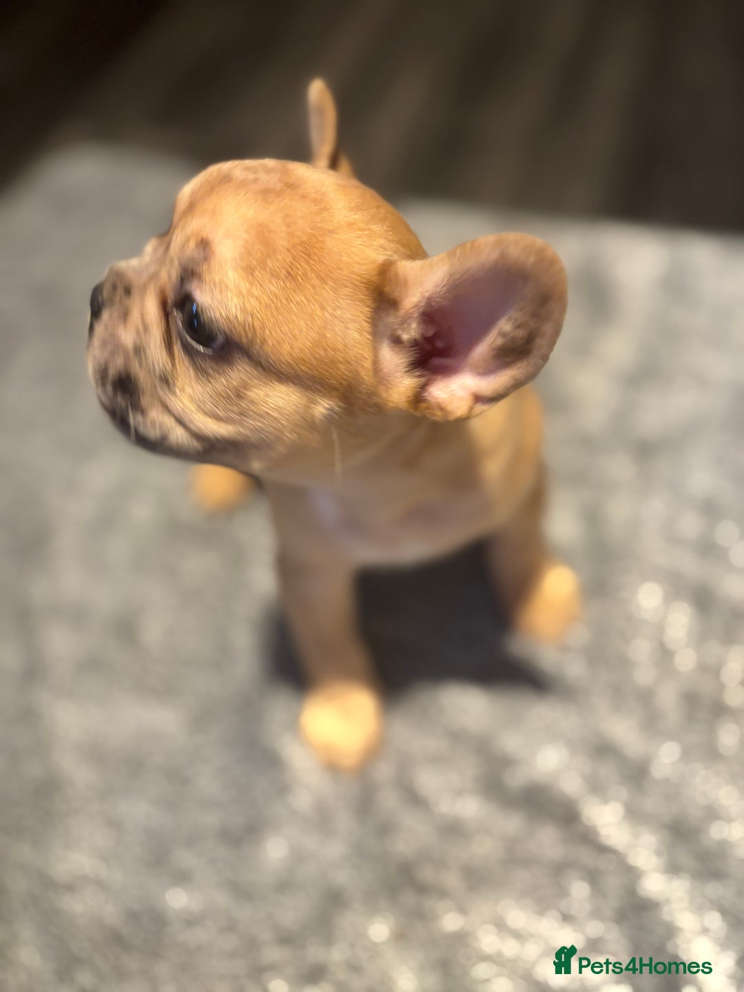 French Bulldog dogs for sale: LAST ONE REDUCED FRENCH BULLDOG 🐾 - Advert 16
