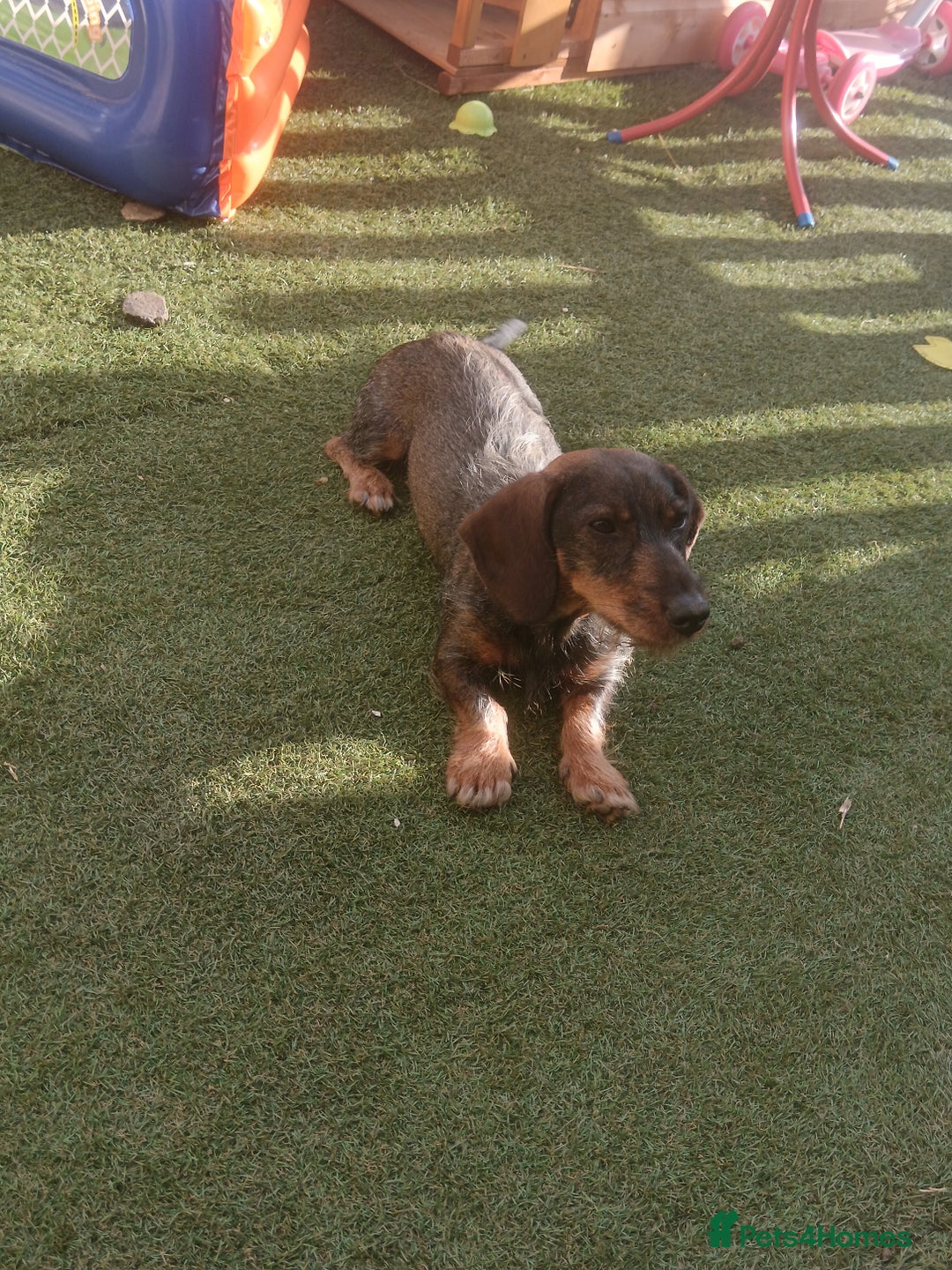 Dachshund dogs for sale: 1 year old dachshund - Advert 3