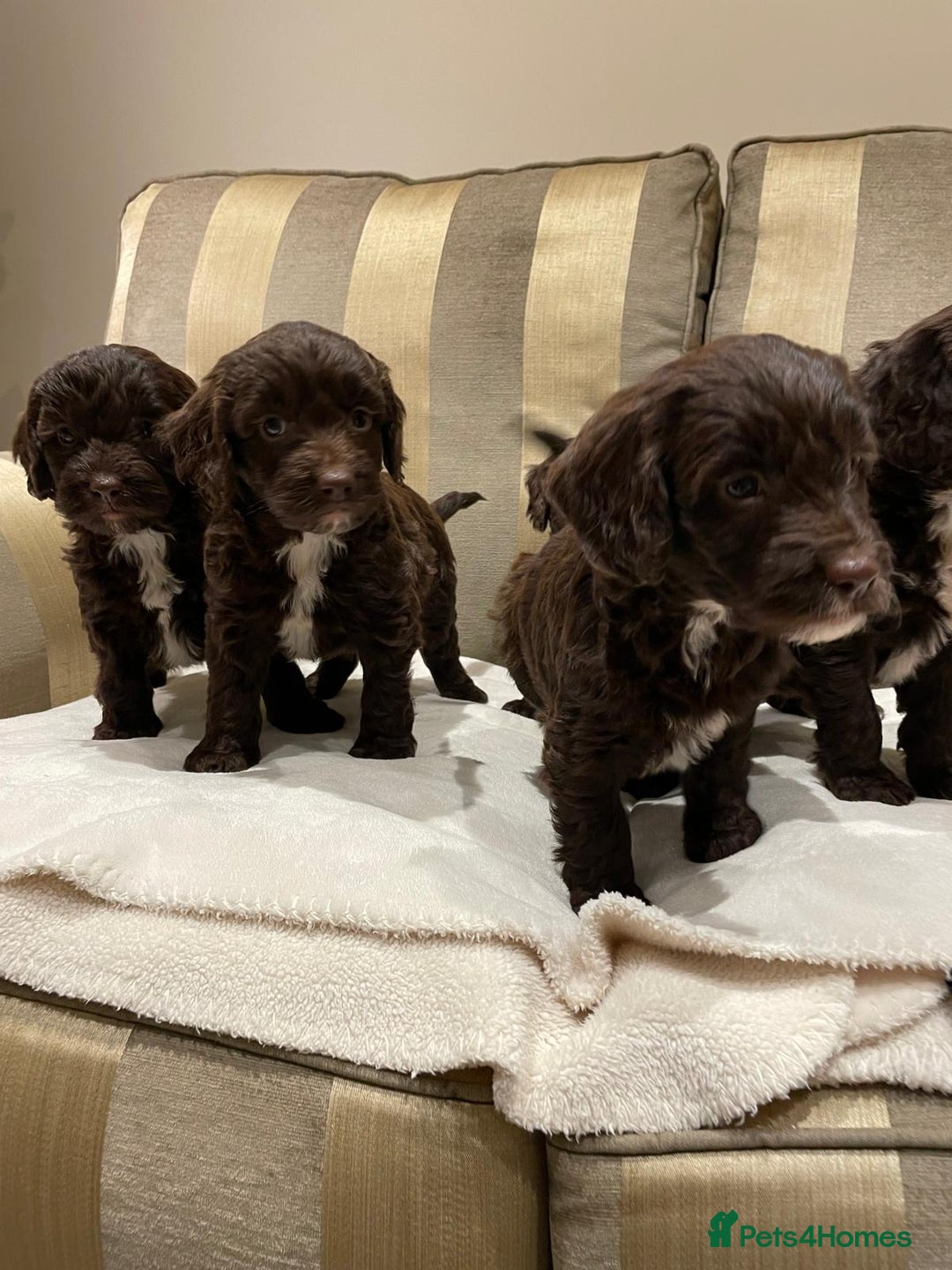 Cockapoo dogs for sale: Beautiful Cockapoo Puppies  - Image 5