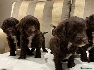 Cockapoo dogs - Advert 12