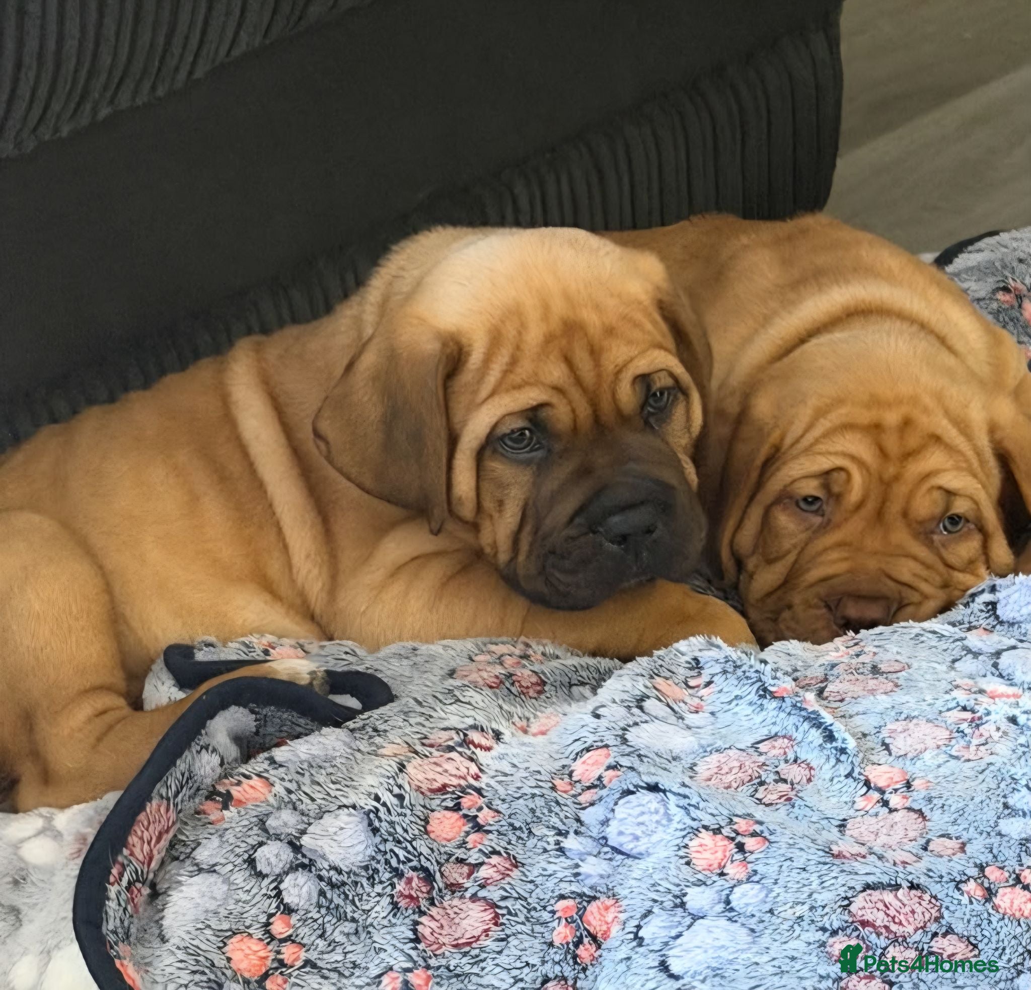 Mixed Breed dogs Stunning Dogue de Bordeaux / Mastiff puppies - Advert 11