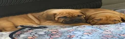 Mixed Breed dogs for sale: Stunning Dogue de Bordeaux / Mastiff puppies - Advert 1