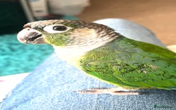 Conures birds for sale: Bird on sale - Image 5