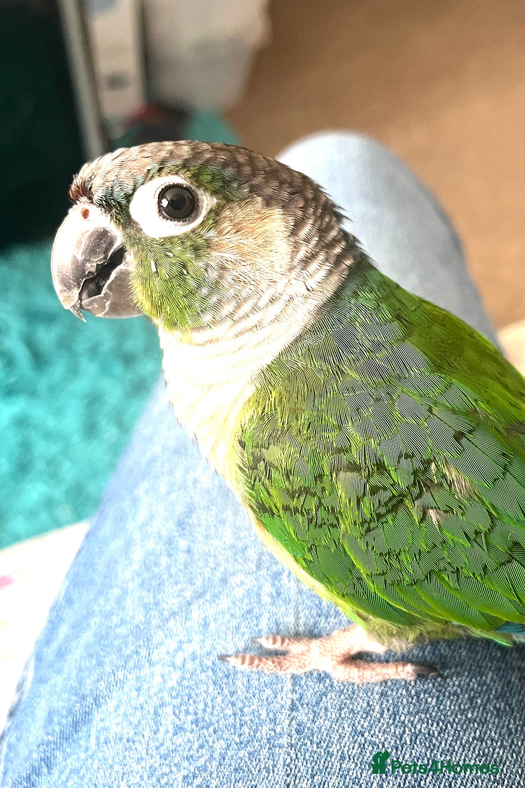 Conures birds for sale: Bird on sale - Image 5