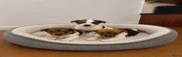 Jack Russell dogs for sale: Outstanding litter of pure bred Jack Russells - Advert 5