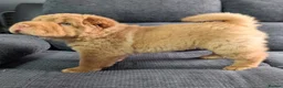Shar Pei dogs for sale: Stunning Rare Shar Pei (Bear Coat) READY NOW - Advert 3