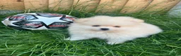 Pomeranian dogs for sale: Small Beautiful Pomeranian Boy  - Advert 9