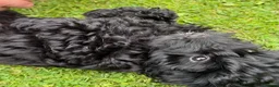 Sproodle dogs for sale: STUNNING SPROODLE BOY - Advert 5