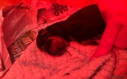 Rottweiler dogs for sale: Pedigree German chunky Rottweiler puppies  - Image 15