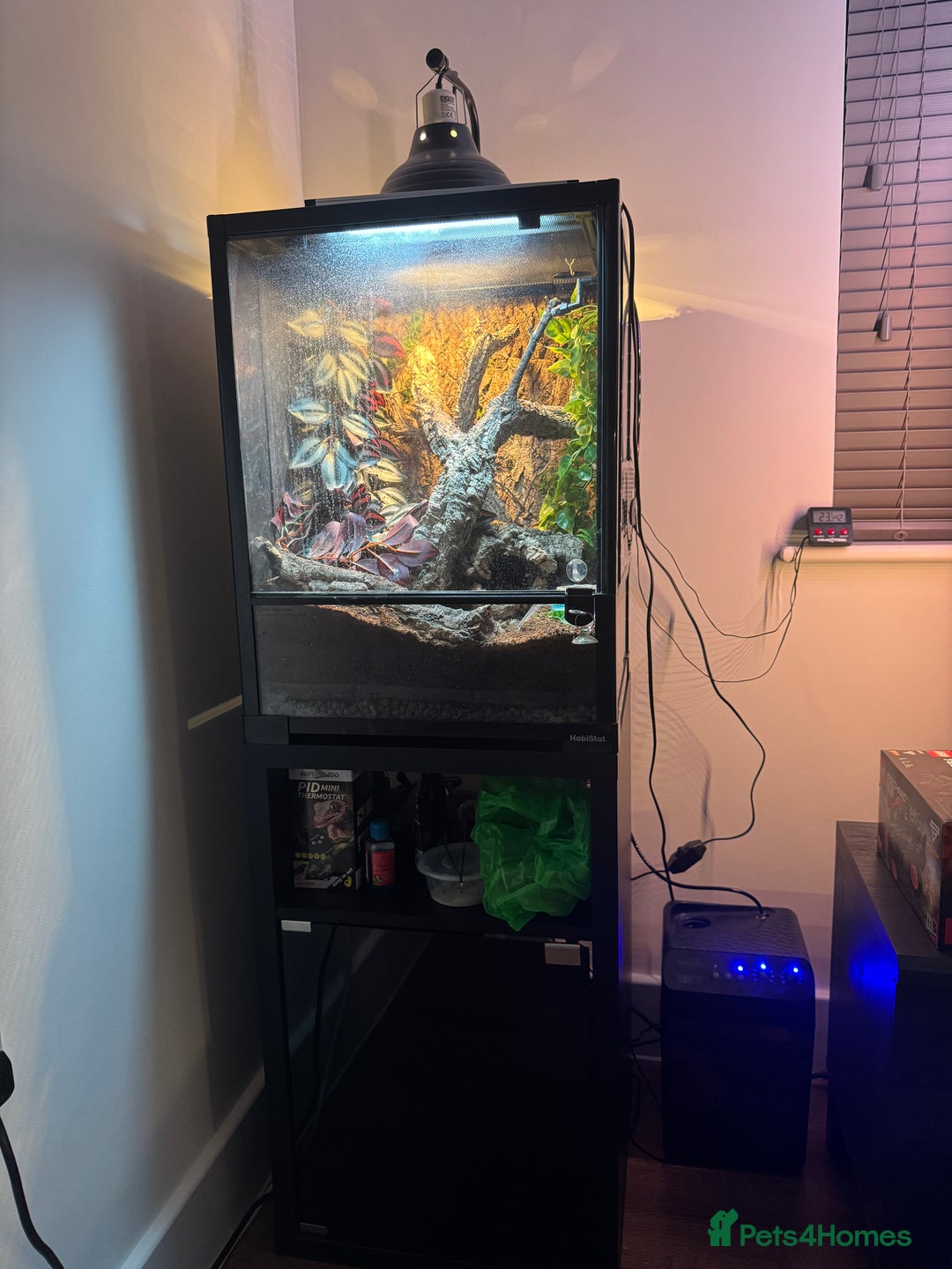 Gecko reptiles for sale: Rare High Red Gargoyle Gecko +  Full set up - Advert 4