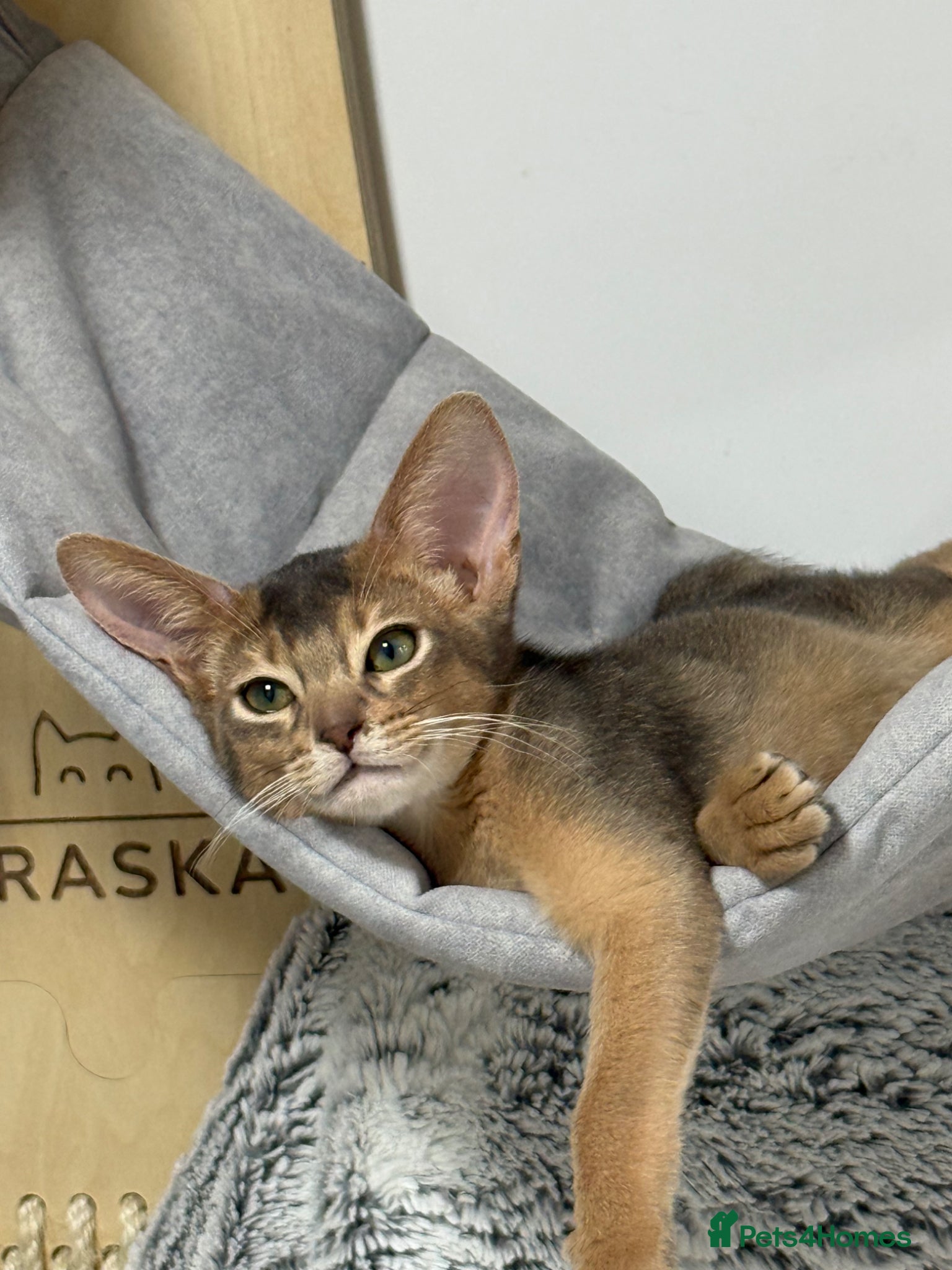 Abyssinian cats     Gorgeous kittens from champion parents 😽 - Advert 4
