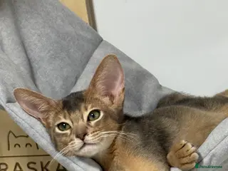 Abyssinian cats Gorgeous kittens from champion parents 😽 - Advert 7