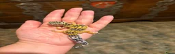 Leopard Gecko reptiles for sale: Leopard gecko babies  - Advert 5
