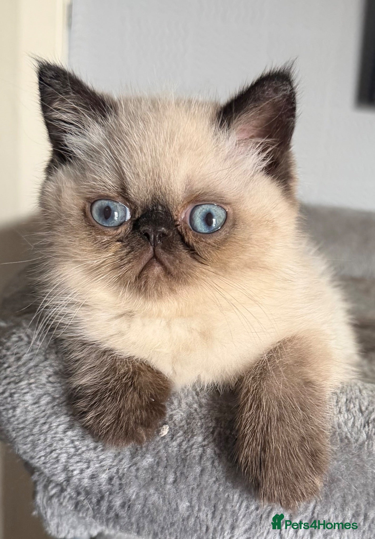 Exotic cats Last Remaining  Exotic Shorthair Kitten - Advert 12