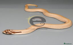 Snake reptiles for sale: Hognose snakes  - Image 7