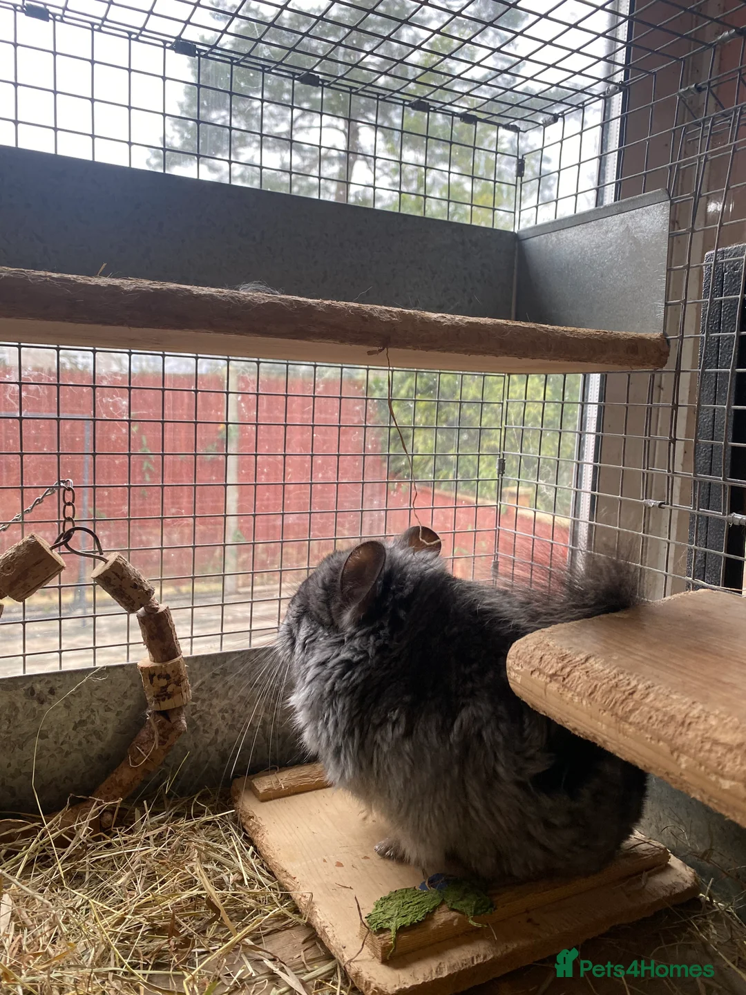 Chinchilla rodents for sale: RPA (Angoran) Chinchilla Boy, 7 months old - Advert 3