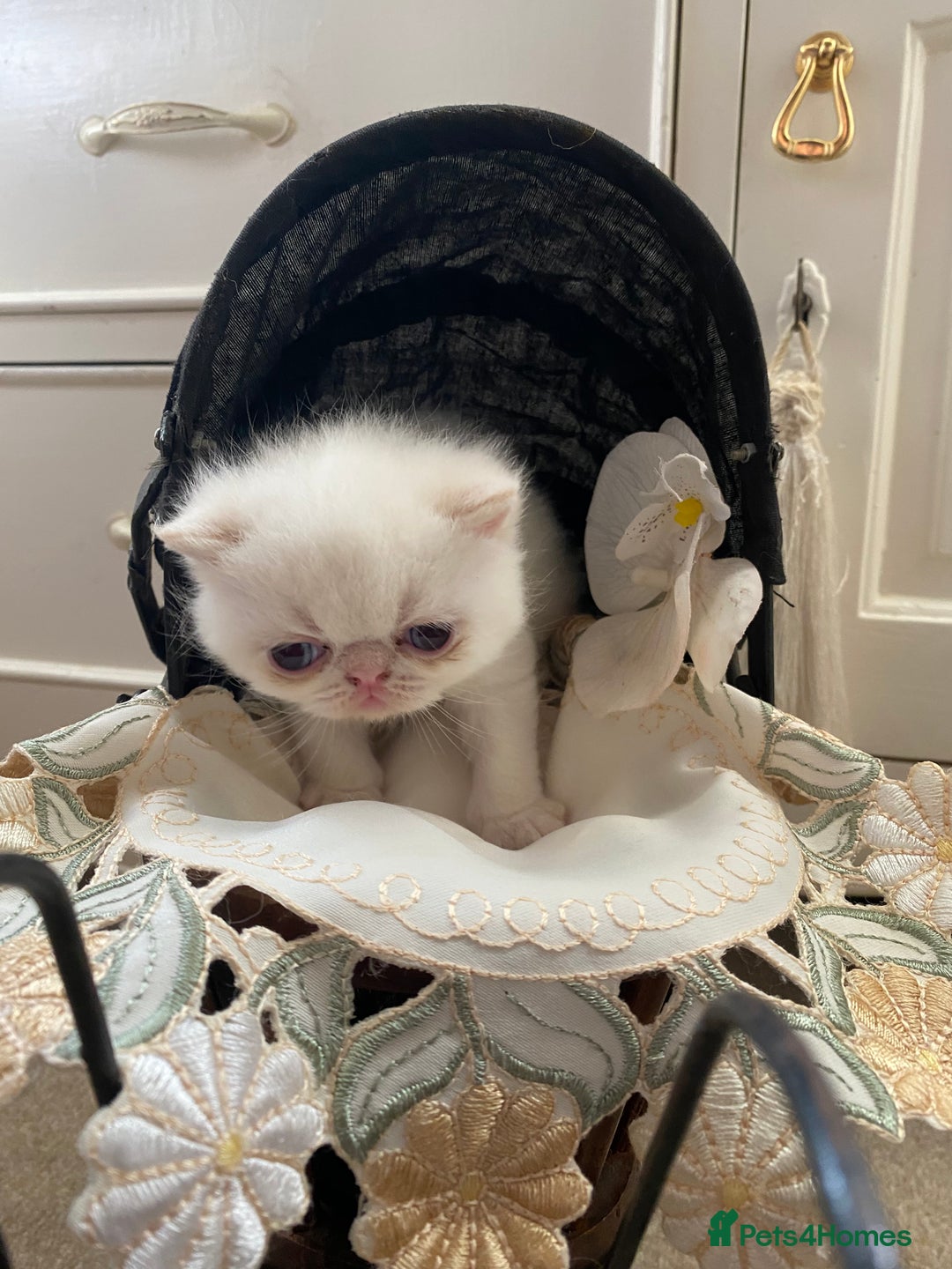 Exotic cats for sale: Outstanding exotic kittens  - Image 6
