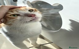 Mixed Breed cats for adoption: [Indoors only] Goofy! Adorable clingy champ! - Advert 7