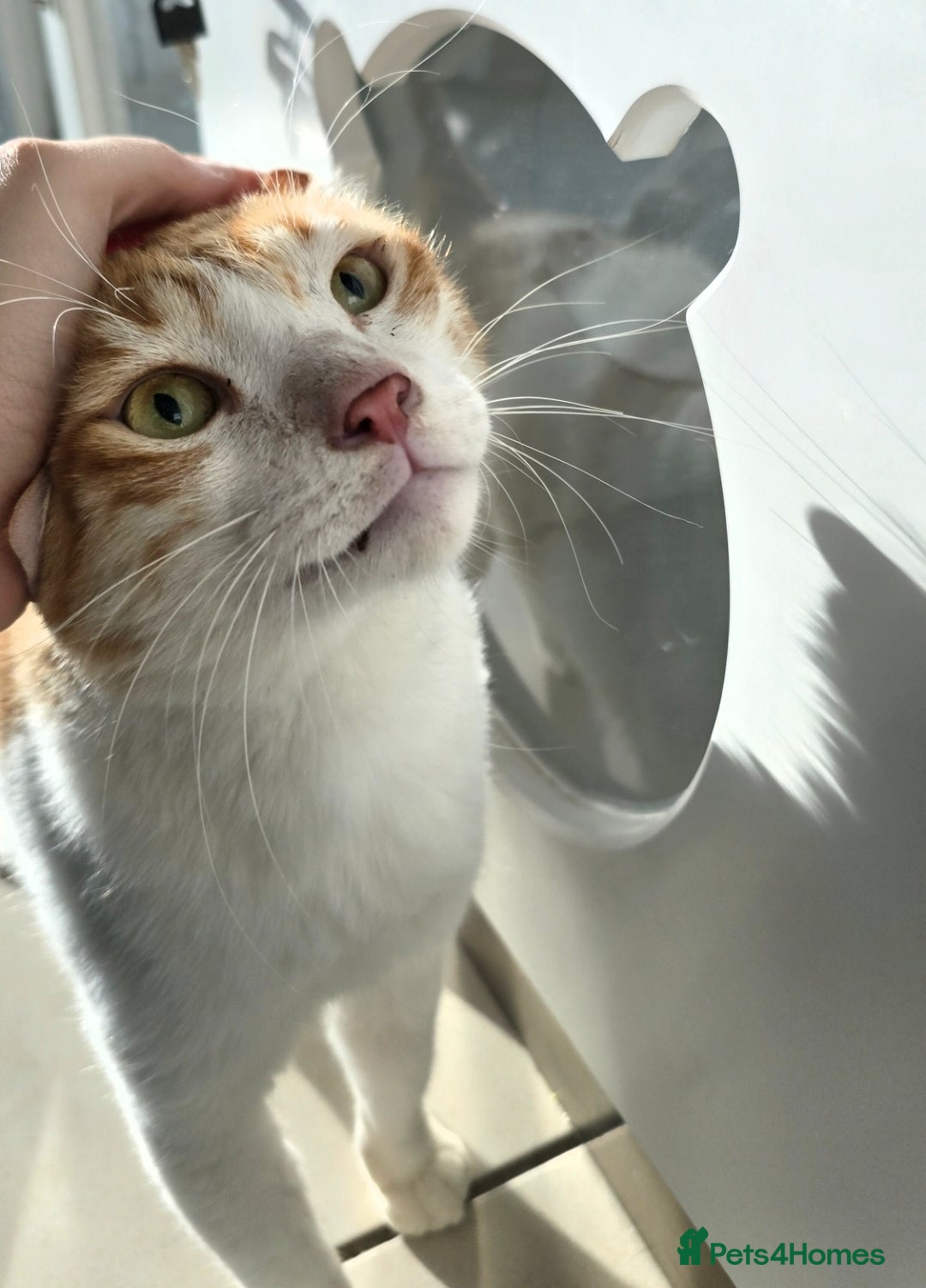 Mixed Breed cats for adoption: [Indoors only] Goofy! Adorable clingy champ! - Advert 7