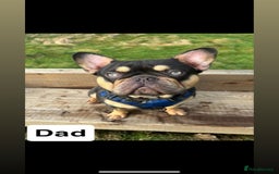 French Bulldog dogs for sale: The final 3 Kc registered French Bulldogs🐾 - Image 3