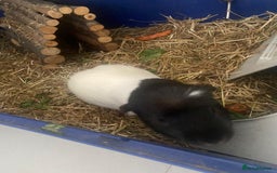 Guinea Pig rodents for sale: Guinea Pig [male] * FREE FOR COLLECTION *  - Image 7