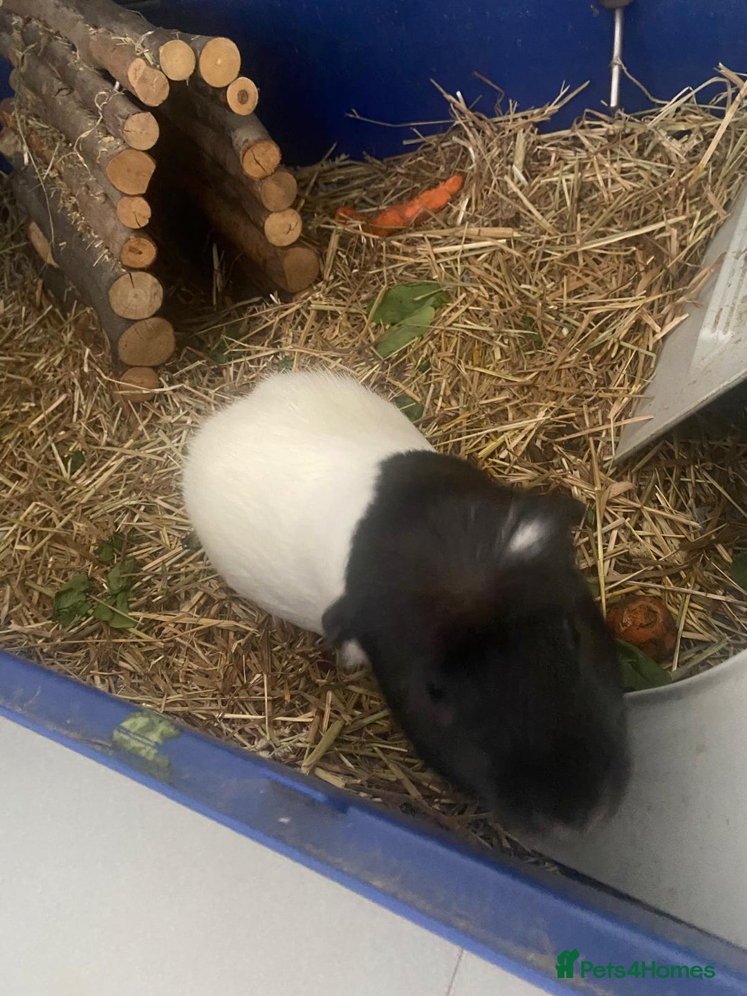 Guinea Pig rodents for sale: Guinea Pig [male] * FREE FOR COLLECTION *  - Image 7