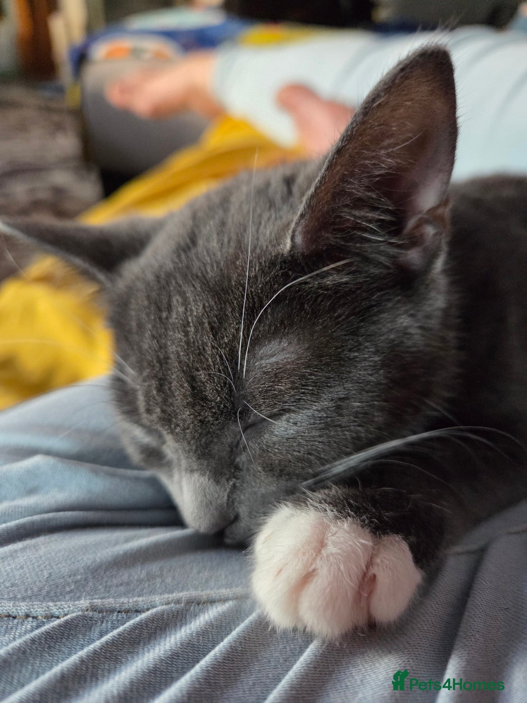 Mixed Breed cats for sale: Gorgeous and loving female silver tabby and white  - Advert 4