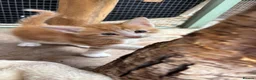 Maine Coon cats for sale: Maine Coon Kittens - Advert 6