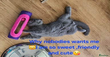Scottish Fold cats - Advert 13