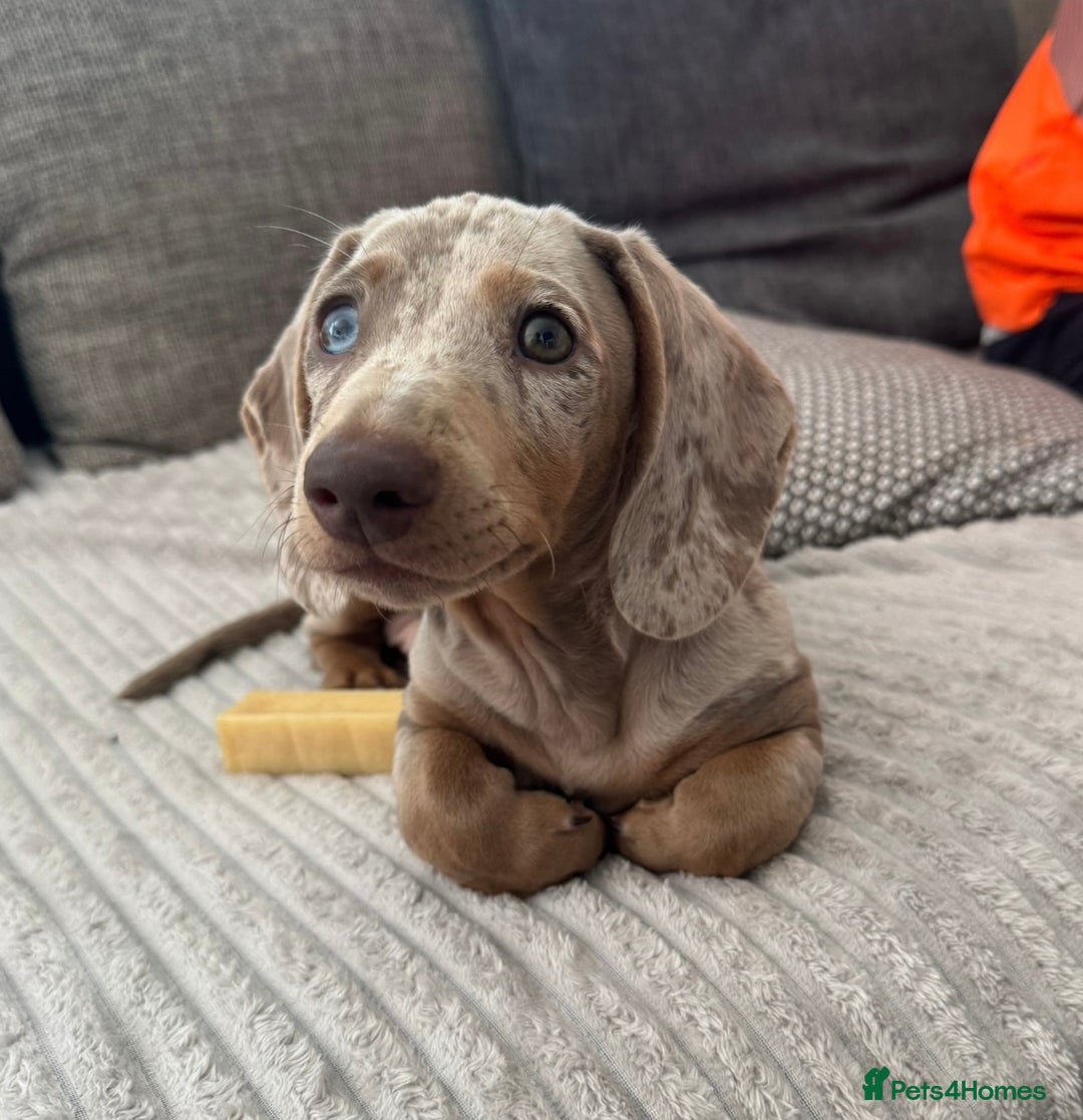 Dachshund dogs for sale: 5 month miniature dachshund puppy - Image 4