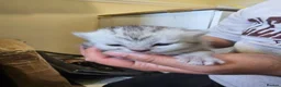 British Shorthair cats for sale: ✨️✨️Tabby British Shorthair kitten✨️✨️ - Advert 15