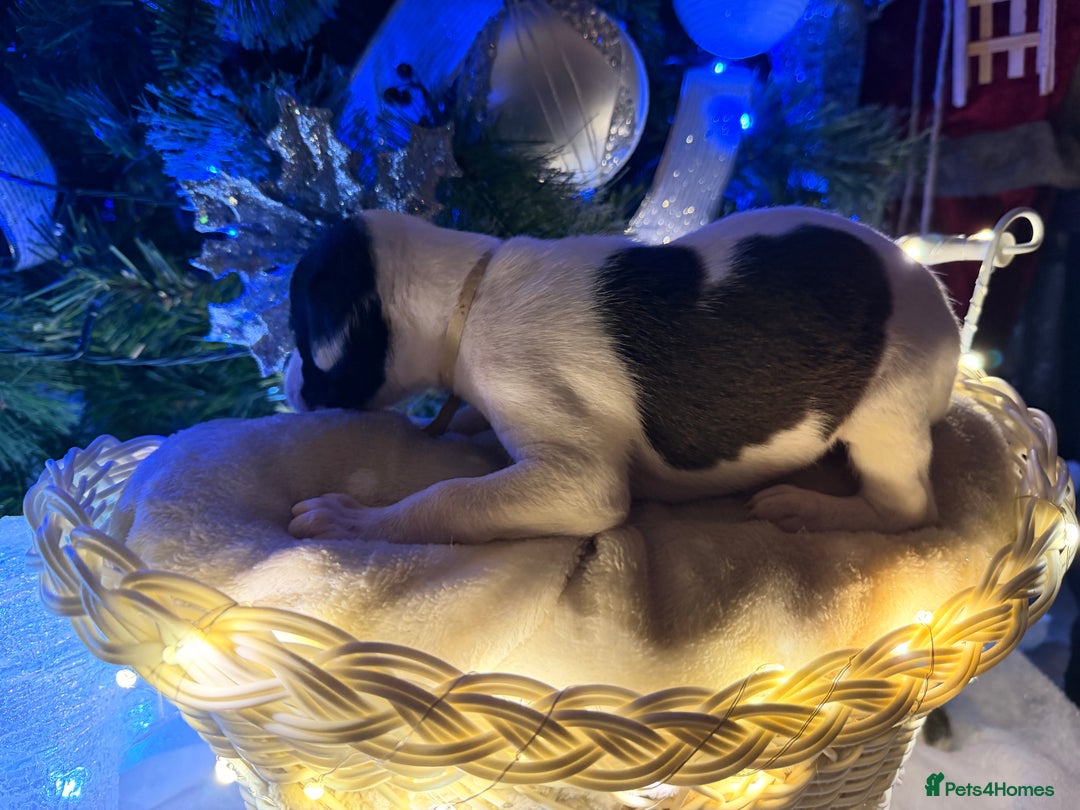 Whippet dogs for sale: Whippets  - Advert 34